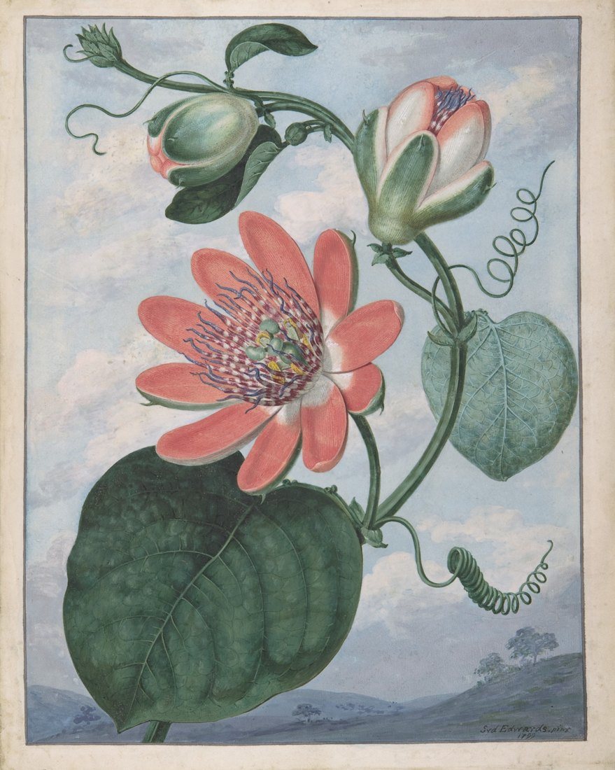 Example print from Botanical Illustrations Printable Wall Art Set