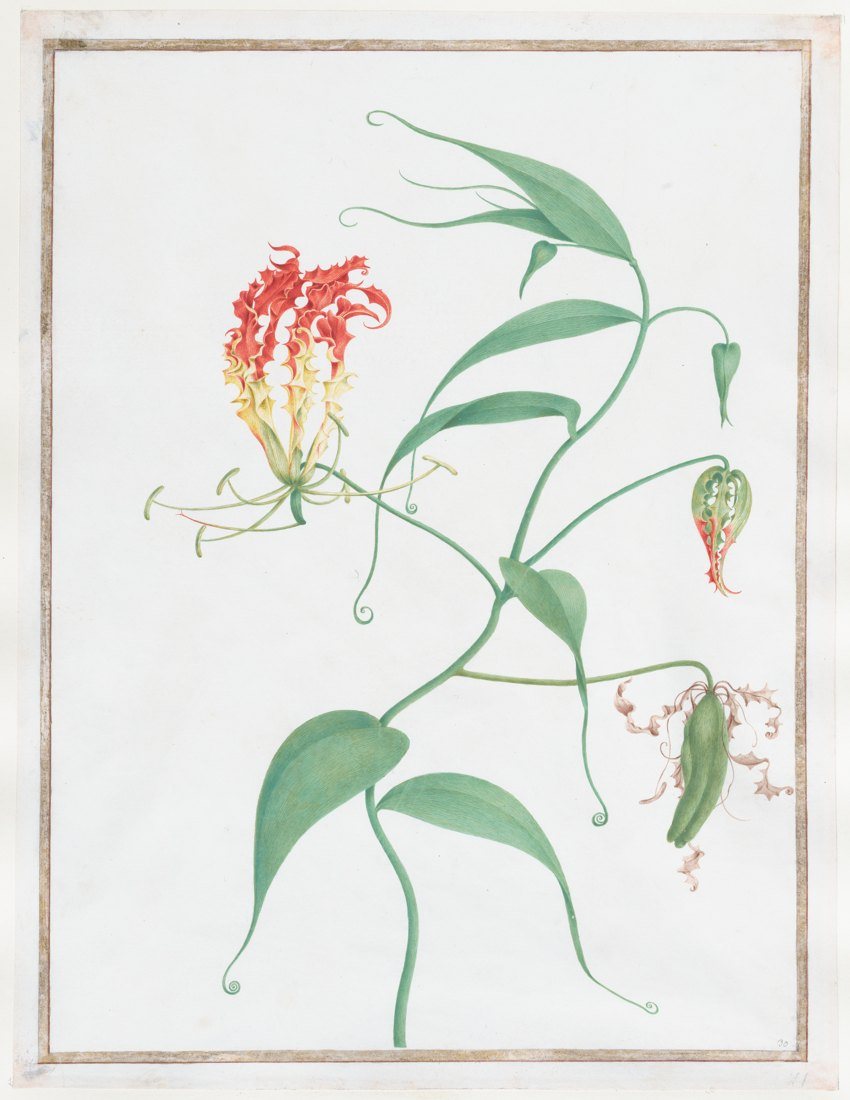 Example print from Botanical Illustrations Printable Wall Art Set